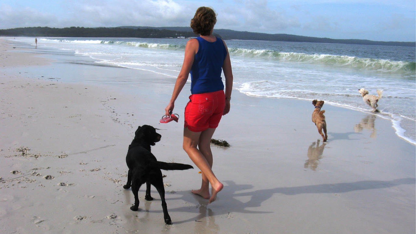 A woman walks on an empty beach with three dogs, a black Labrador, a spoodle and a griddle.